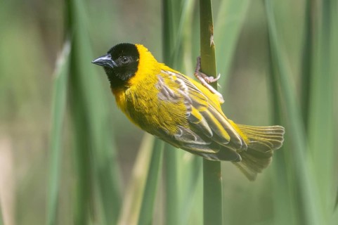 Black-headed weaver, Ploceus melanocephalus, weaver bird, Portugal, Europe