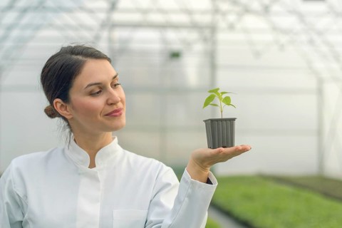 Woman holding potted plant in greenhouse nursery. Seedlings Greenhouse