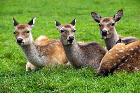 Three fallow deer (Dama dama) female in captivity, Poland, Europe