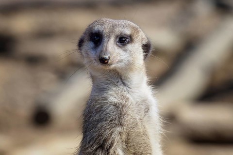 Suricata standing on a guard. Curious meerkat (Suricata suricatta)