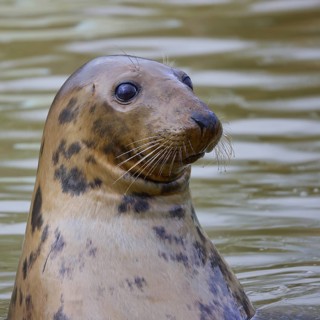 Curious Grey Seal, Halichoerus grypus, with head out of the water