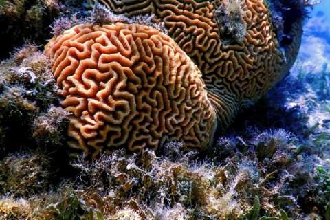 Brain coral in the bottom of the sea, Marine life