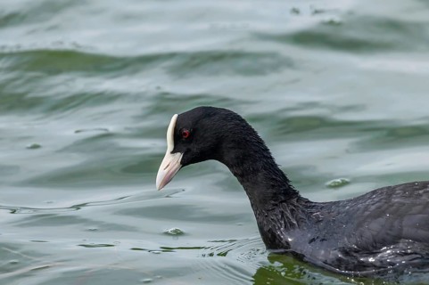 Coot Swimming (Fulica atra) Close up Eurasian Coot