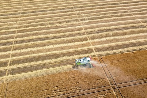 Combine harvester working on a wheat field. Combine harvester Aerial view