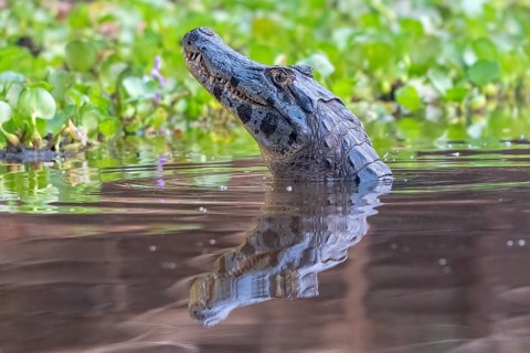 Spectacled caiman (Caiman crocodilus yacara), Crocodile (Alligatoridae), crocodile (Crocodylia),