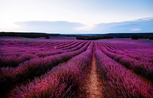 Beautiful image of lavender fields. Summer sunset landscape