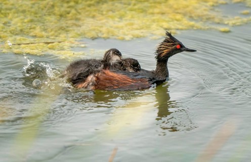 Eared Grebe Canada in Pond with Babies Saskatchewan Canada