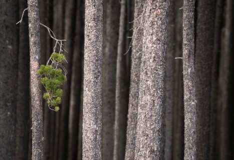 Pine Forest Cypress Hills Interprovincial Park Saskatchewan Alberta