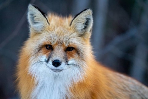 Fox in Winter Prince Albert National Park Canada close