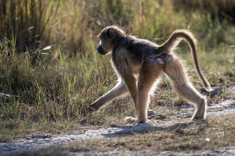 Bear baboon or chacma (Papio ursinus), Moremi Game Reserve, Okavango Delta, Maun, Botswana, Africa