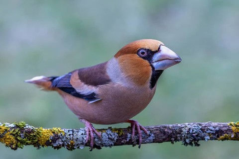 Male hawfinch (Coccothraustes coccothraustes) sitting on a tree branch overgrown with lichen,
