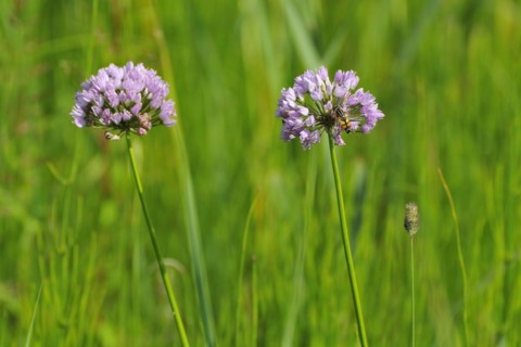Wild chives, wild herbs