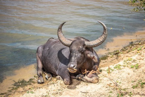 The oldest nature reserve on the lake. Natural surroundings with water buffalo in the morning at