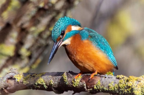 A Common Kingfisher (alcedo atthis) in the Reed, Heilbronn, Germany, Europe