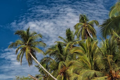Palm beach