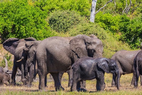 River Okavango, Botswana, Chobe National Park. The concept of exotic and active tourism. Large herd
