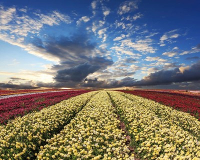 Spring wind farm on cultivation of buttercups garden. Large field of yellow and red flowers