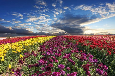 Spring wind farm on cultivation of buttercups - ranunculus garden. Large field of purple, yellow