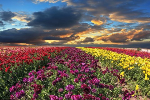 Large field of purple, yellow and red flowers. Spring wind farm on cultivation of buttercups garden