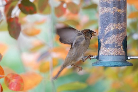 Sparrow eating seeds from a feeder. seasonal bird feeding. Bad Salzschlirf, Hessen, Germany, Europe