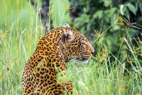 Leopard is preparing for the hunt. The magic of Africa. The famous Masai Mara Reserve in Kenya.