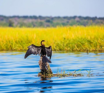 African cormorant dries its wings. Big Bird wings opened sitting on a tree among water. The concept