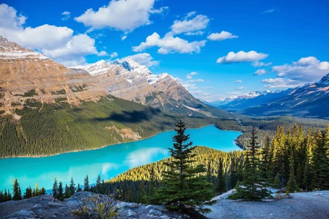 Mountain Lake as a fox head is popular among tourists. Turquoise Lake Peyto in Banff National Park,