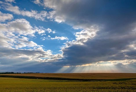 Dramatic summer morning landscape with wheat field in Central Bohemian Uplands, Czech Republic,
