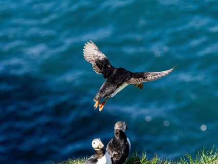 Puffin (Fratercula arctica) flying over the sea, near the Westman Islands, Iceland, Europe