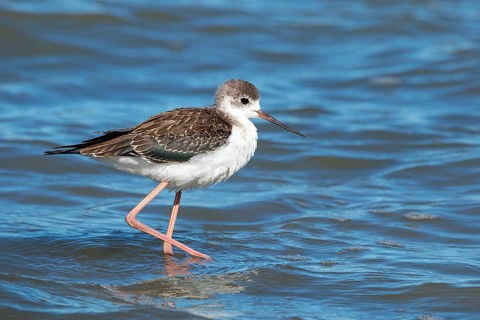 Stilt Sandpiper, Himantopus himantopus