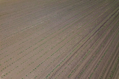 Aerial view of corn field. Top View spring corn field