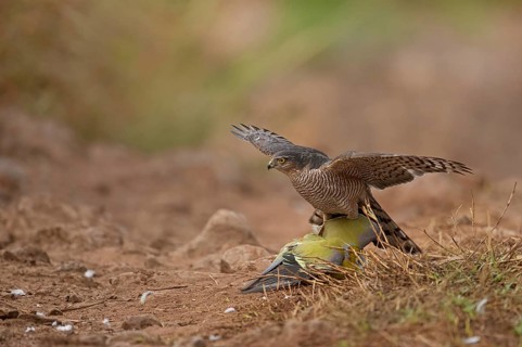 Female Eurasian sparrowhawk Accipiter nisus attacking a Yellow Footed Green pigeon on a forest
