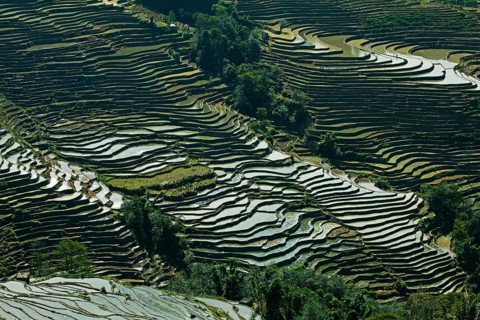 Rice field terrace, yunnan, china