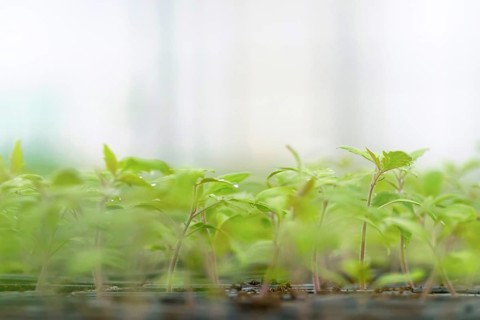 Sprouted Tomato. Potted Tomato Seedlings Green Leaves