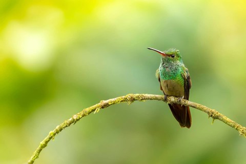 Rufous-tailed hummingbird (Amazilia tzacatl) resting on a branch, Manuel Antonio National Park,