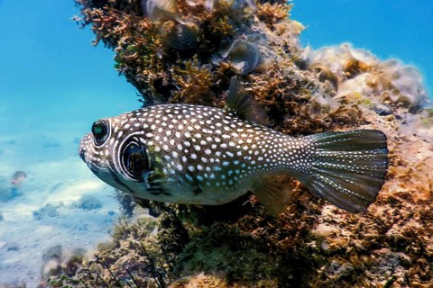 White-spotted puffer Underwater (Arothron hispidus) Marine life
