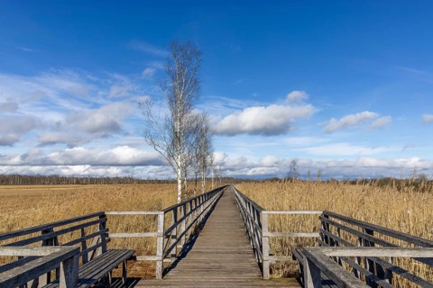 Federseesteg with blue sky and white clouds, reeds, moor landscape, Bad-Buchau, Upper Swabia,