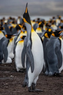 King Penguin (Aptenodytes patagonicus), trumpeting, Volunteer Point, Falkland Islands, Great