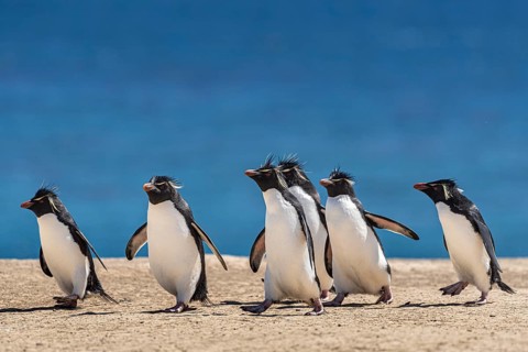 Rockhopper penguins (Eudyptes chrysocome) on the way to their colony, Pebble Island, Falkland