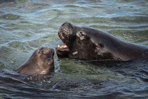 Male maned seals (Otaria flavescens) on a beach, Bleaker Island, Falkland Islands, Great Britain,