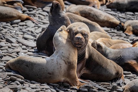 Maned seals (Otaria flavescens) showing readiness to mate, Bleaker Island, Falkland Islands, Great