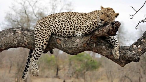 Resting leopard on a tree Sabi Sands, Kruger National Park, South Africa South Africa