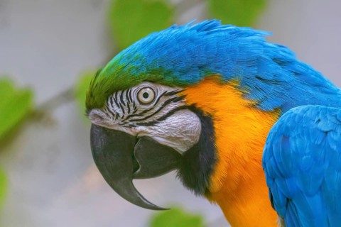 Colorful Portrait of Blue and Yellow Macaw, known as the Blue and Gold Macaw