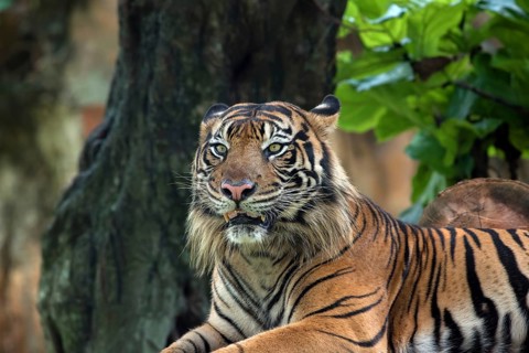 Close up photo of sumatran tiger