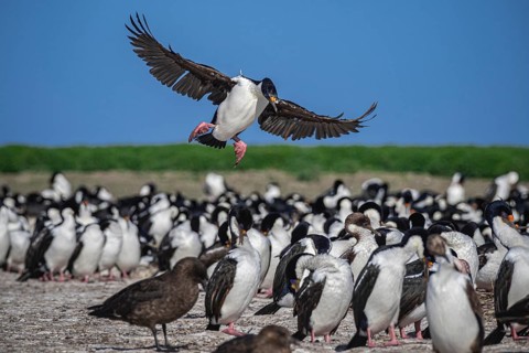 Blue-eyed Cormorant (Phalacrocorax atriceps), also Imperial shag, landing in a breeding colony,