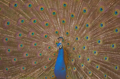 Peafowl in Ranthambhore national park, rajasthan, India, Asia
