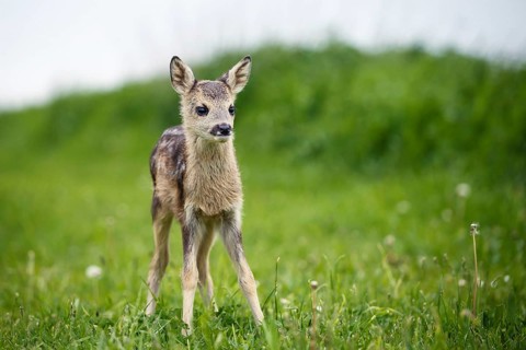 Young wild roe deer in grass, Capreolus capreolus. New born roe deer, wild spring nature