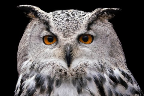 Siberian Eagle Owl on black background, Bubo bubo sibiricus