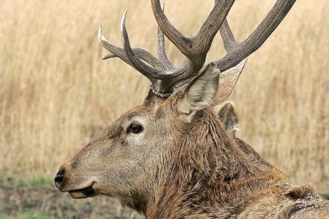 Deer
