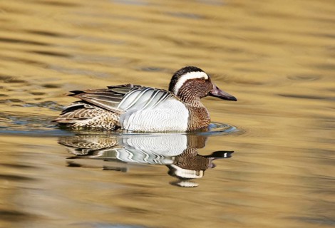 A Garganey (Anas querquedula), garganey, on a Lake in Heilbronn, Germany, Baden-Württemberg, Europe
